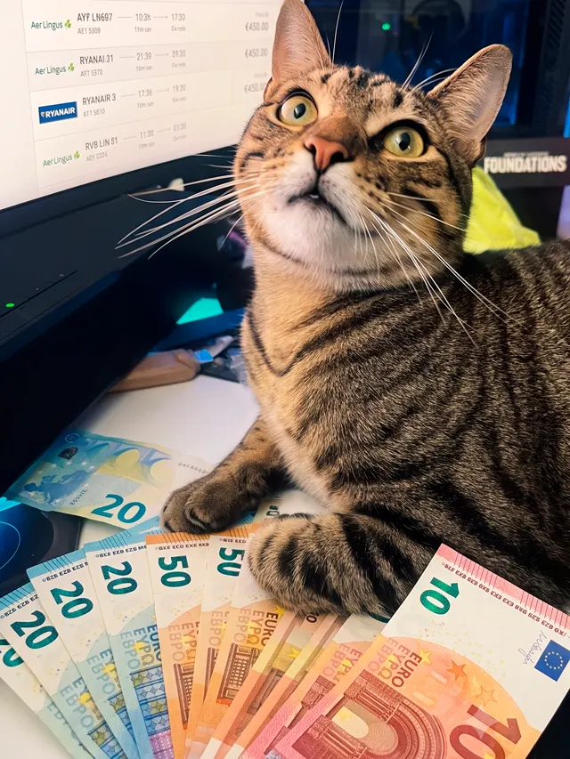 Gato observando painel de voos ao lado de notas de euro
